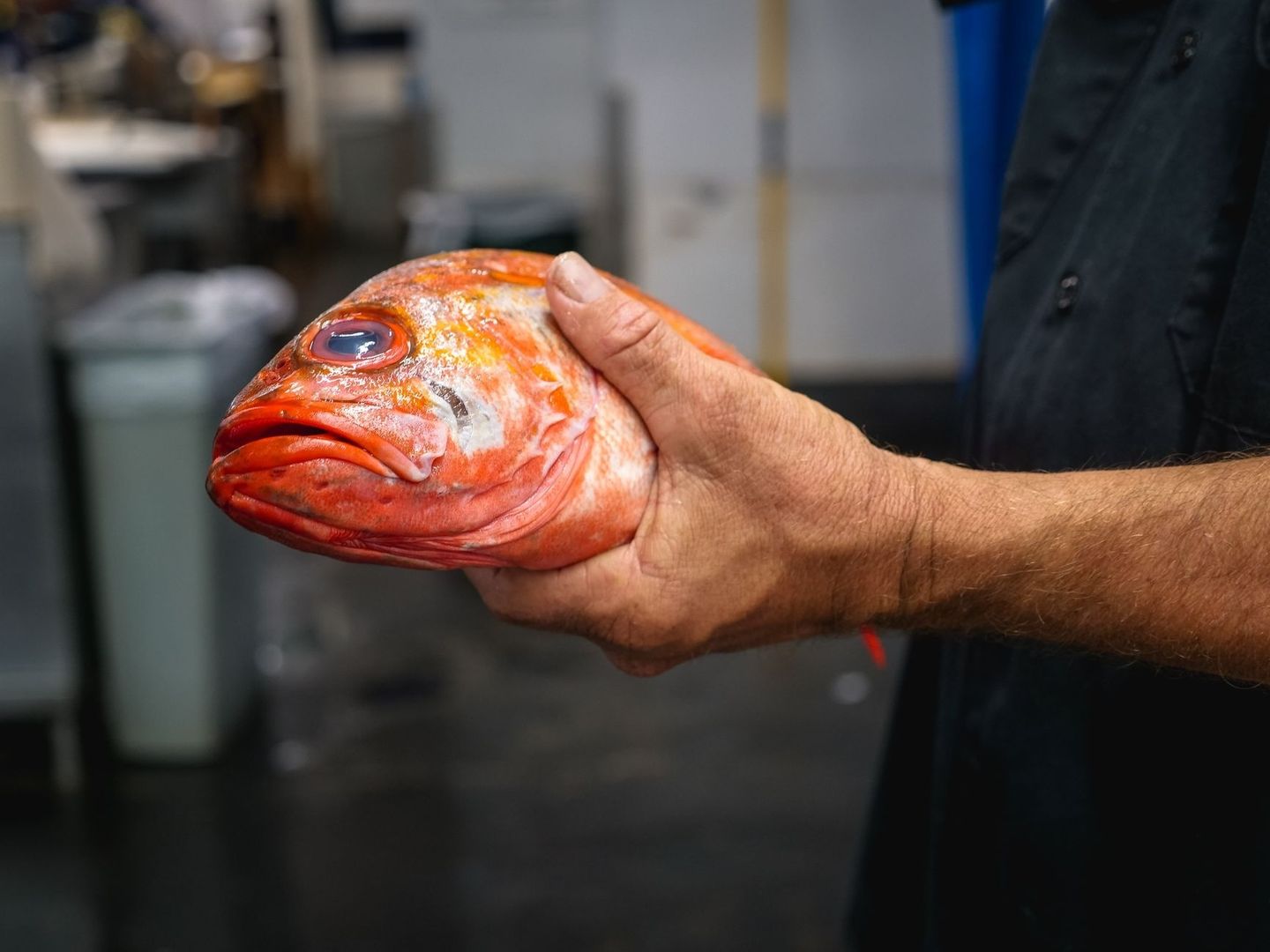 Hånd holder opp en rødoransje fisk for inspeksjon på kjøkkenet